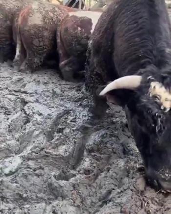 Sanal medyada tepki çeken besi çiftliğinde denetleme