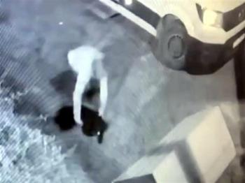 Avcılar'ın maskotu Garip kulübesinden kaçırıldı!