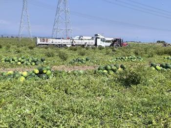 Dönüm başına 6 ton düştü: Hatay'da hasadı yağışlar etkiliyor