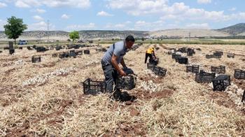 Dünyada ilk 5'te yer alıyor! Tarladan markete fiyat 3'e katlandı, üretici kazanamıyor