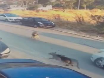 Aracını köpeğin üzerine sürdü: Silivri'de ölümüne neden oldu