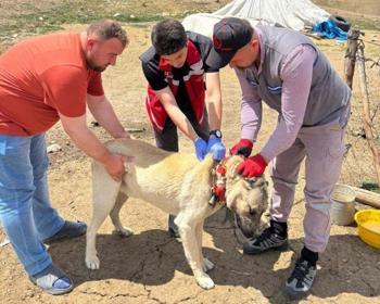 Köpek sahiplerine uyarı! Kayıt yaptırmayana 10 bin, ter edene 108 bin TL ceza