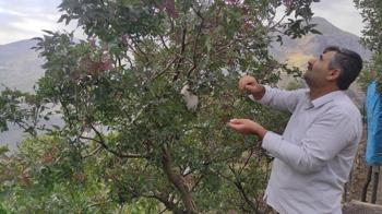 Ormandan bedava topluyorlar! Köylülerin yeni geçim kapısı oldu: Fiyatını öğrenen oraya koştu