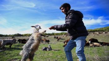 3 aile, 3 sürü, 1000 hayvan: Bingöl’den Ergani’ye uzun yürüyüş başladı