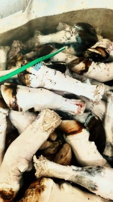 Adanada mide bulandıran görüntüler Tonlarca paça ve bağırsak ele geçirildi