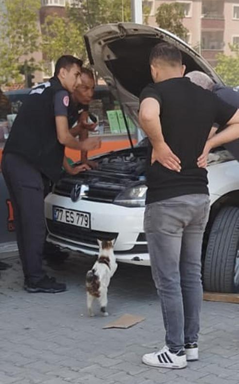 Erzurumda yürekleri burkan görüntüler Erzurum İtfaiyesi yavrular için seferber oldu, anne kedi bir an olsun başlarından ayrılmadı