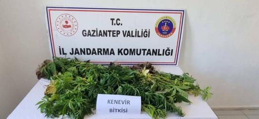 Gaziantepte 158 kök kenevir bitkisi ele geçirildi: 4 gözaltı