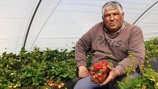 Toptancılar toplamak için tarlaya girdiler: Kilosu 200 liradan kapış kapış gidiyor! Manisa'da coğrafi işaretli üründe hasat başladı