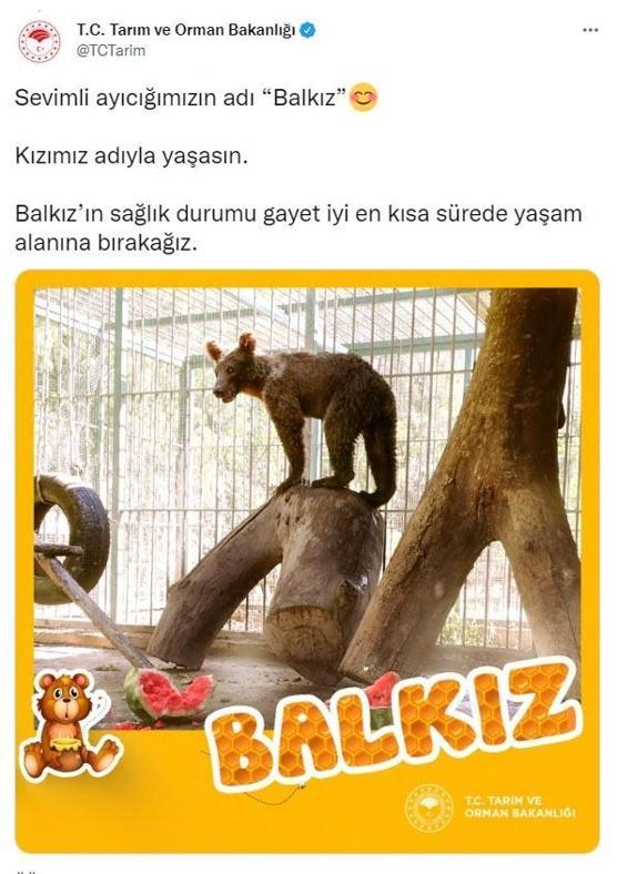 Acı bal yiyerek baygınlık geçiren ayının görüntüleri gündem olmuştu: Balkız adı verildi