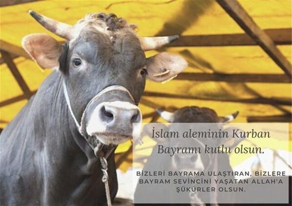 Kurban Bayramı mesajları En güzel Kurban Bayramı tebrikleri İşte resimli, anlamlı, dualı ve ayetli Kurban Bayramı mesajları