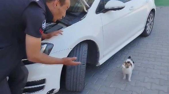 Erzurumda yürekleri burkan görüntüler Erzurum İtfaiyesi yavrular için seferber oldu, anne kedi bir an olsun başlarından ayrılmadı