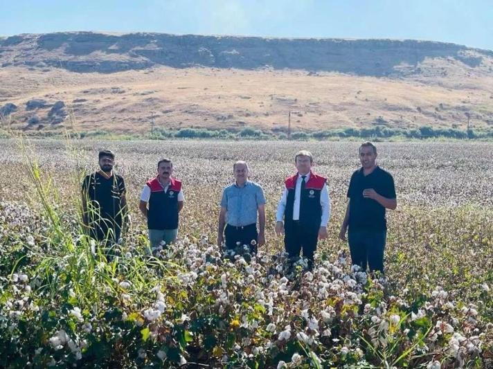 Cizrede beyaz altın hasadı başladı: Tarlalara giren biçerdöverler için sıkı denetim Ürün kaybı en aza indirilecek