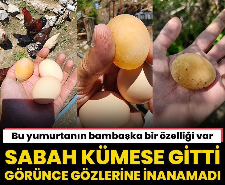 Sabah kümese gitti, bu yumurtayı görünce gözlerine inanamadı