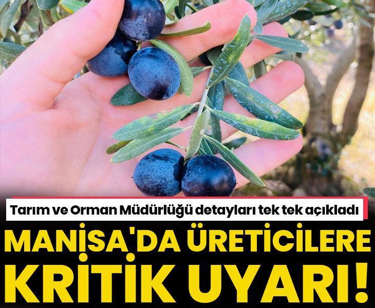 Manisa Salihli’de üreticilere zeytin dal kanseri uyarısı