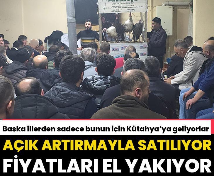 Bursa ve Eskişehir'den Kütahya'ya bu tavuklar için gidiyorlar: Fiyatları el yakıyor