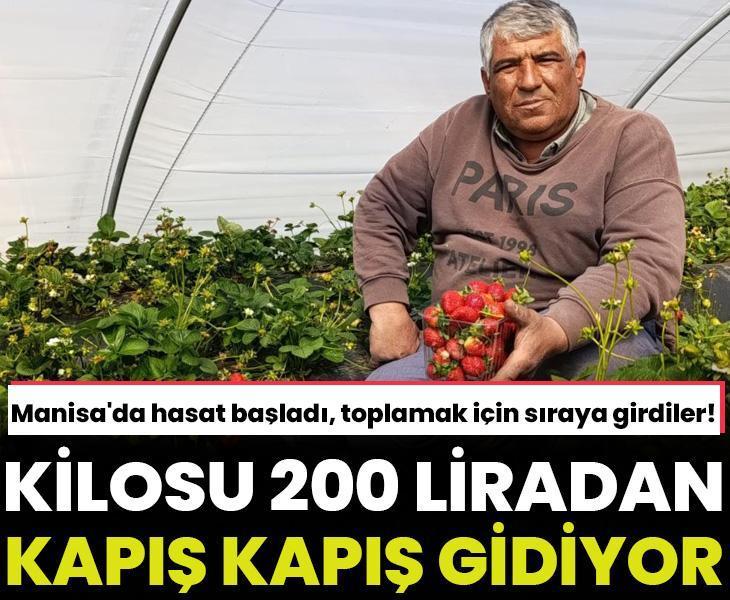 Toptancılar toplamak için tarlaya girdiler: Kilosu 200 liradan kapış kapış gidiyor! Manisa'da coğrafi işaretli üründe hasat başladı