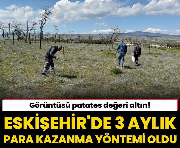 Görüntüsü patates değeri altın! Eskişehir'de 3 aylık para kazanma yöntemi oldu
