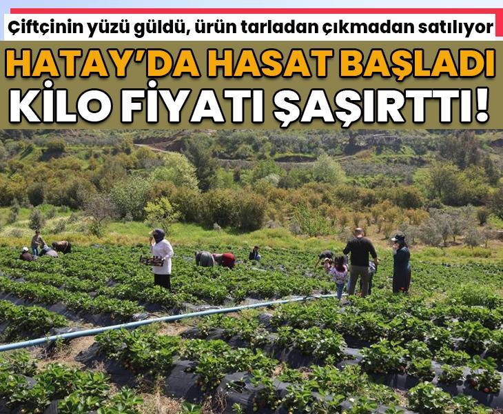 Hatay'da hasat başladı: Kilosu 90 TL'ye gidiyor!
