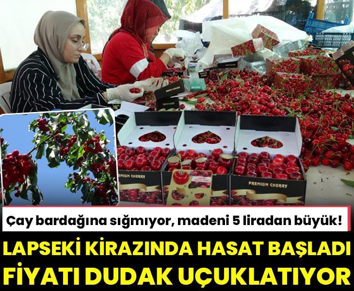 Çay bardağına sığmıyor, madeni 5 liradan büyük! Çanakkale’de Dev Lapseki kirazının hasadı başladı: Fiyatı dudak uçuklatıyor
