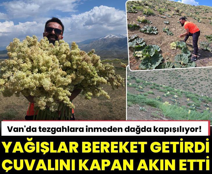 Van'da tezgahlara inmeden dağda kapışılıyor! Çuvalı kapan akın etti