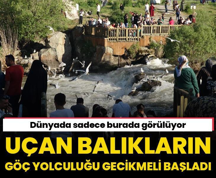 Uçan balıkların göç yolculuğu gecikmeli başladı! Dünyada sadece burada görülüyor