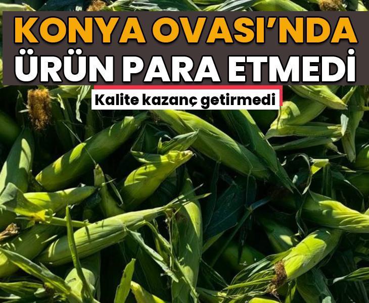 Kalite kazanç getirmedi! Konya Ovası&amp;#x27;nda o ürün para etmedi