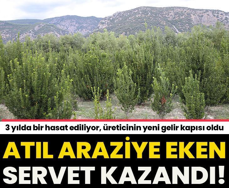 Atıl araziye eken servet kazandı! 3 yılda bir hasat ediliyor, Muğlalı üreticinin