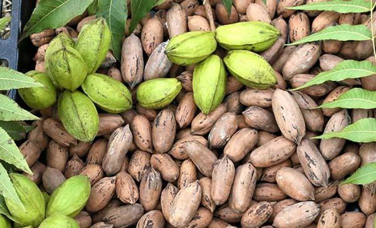 Artık Türkiyede üretiliyor Kolesterole iyi geliyor Fiyatı ise 40 TL