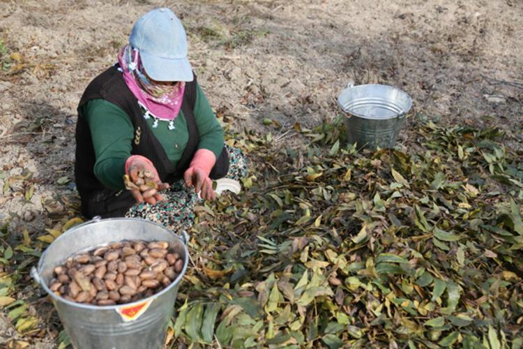 Artık Türkiyede üretiliyor Kolesterole iyi geliyor Fiyatı ise 40 TL