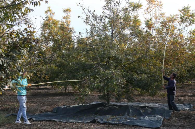 Artık Türkiyede üretiliyor Kolesterole iyi geliyor Fiyatı ise 40 TL