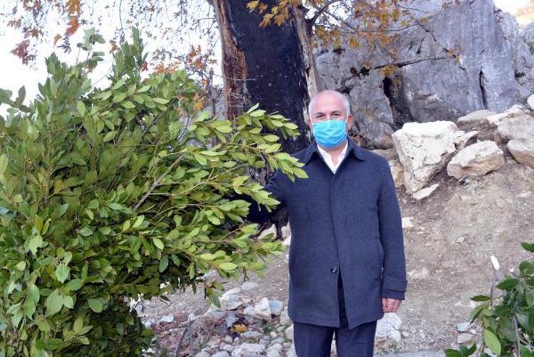 Günlük 500 lira kazanıyorlar Defne yaprağı...