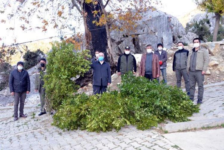 Günlük 500 lira kazanıyorlar Defne yaprağı...
