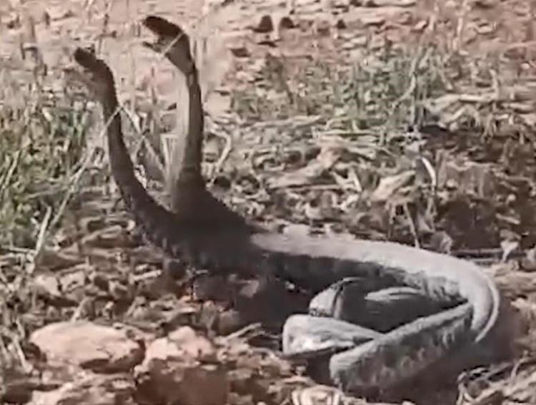 Dünyanın en zehirlisi Çiftçiler şok oldu, birbirlerine sarılmış halde...