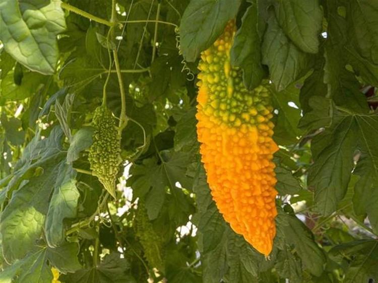 Kandaki zehri atan süper besin Etkisi inanılmaz: Sindirim sistemine, yanıklara, yaralara, iltihaplara, romatizmaya, varise ve guatra deva...