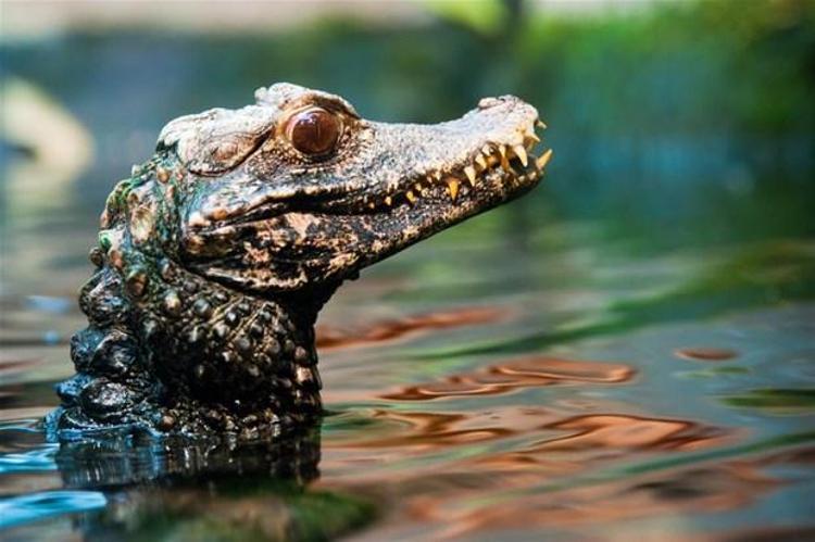 Musky Caiman Timsahı