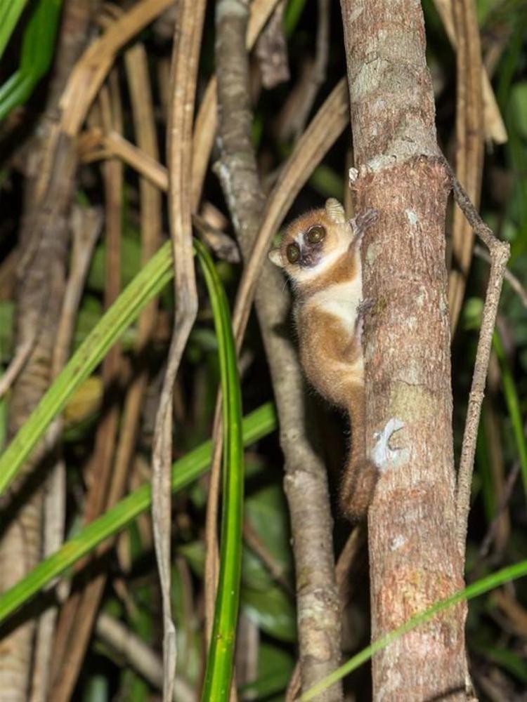 Cüce Fare Lemur