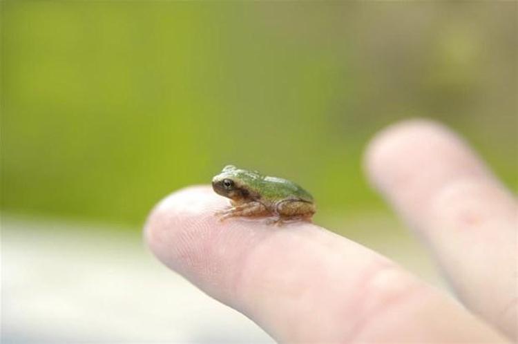 Paedophryne Amauensis Frog