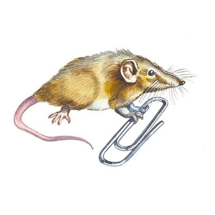 Etruscan Shrew