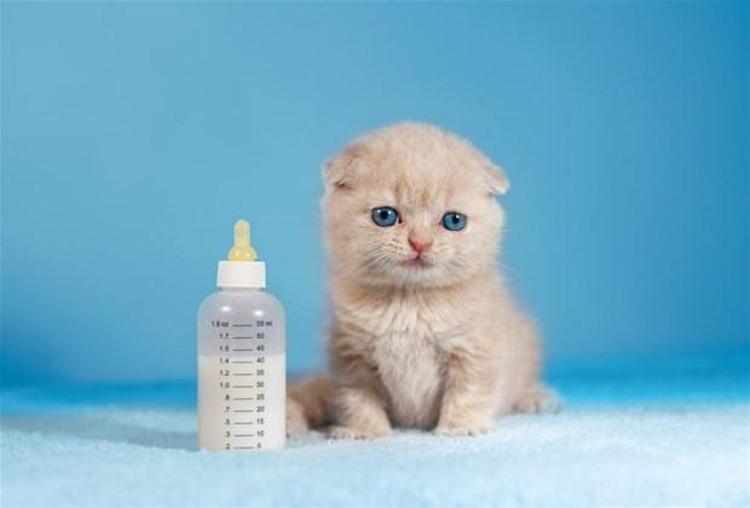 Minyatür kedi