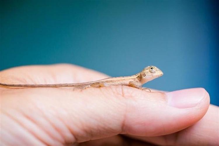 Sphaerodactylus Ariasae