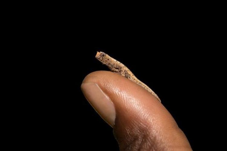 Brookesia Micra Chameleon