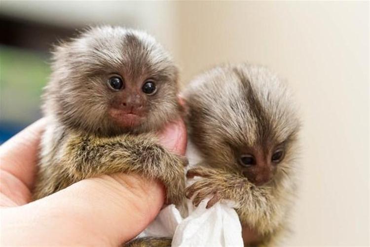 Cüce Marmoset