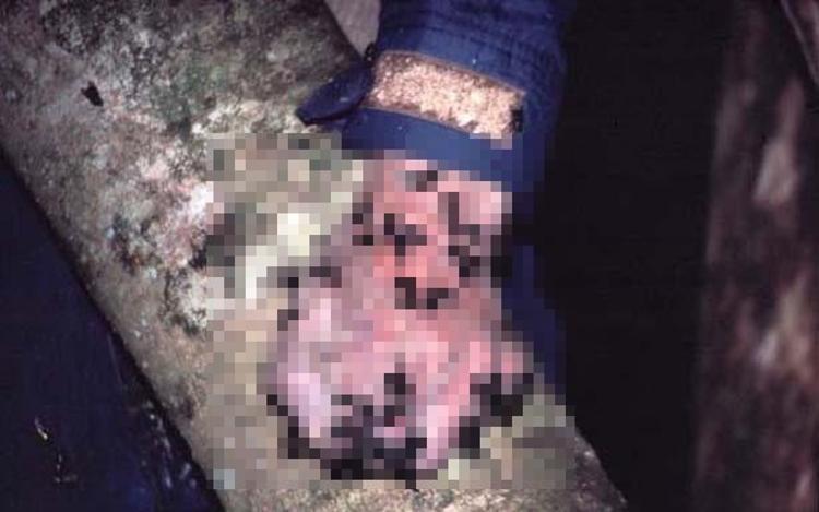 İntihar ormanı Aokigahara (+18)