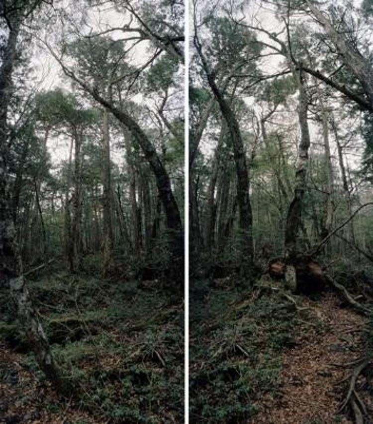 İntihar ormanı Aokigahara (+18)
