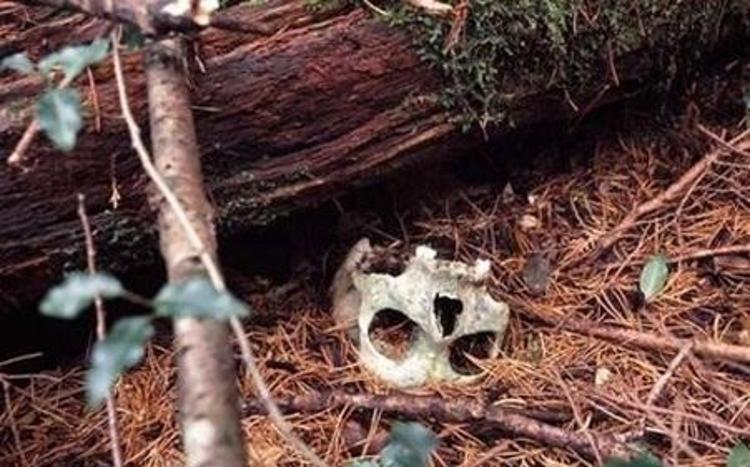 İntihar ormanı Aokigahara (+18)