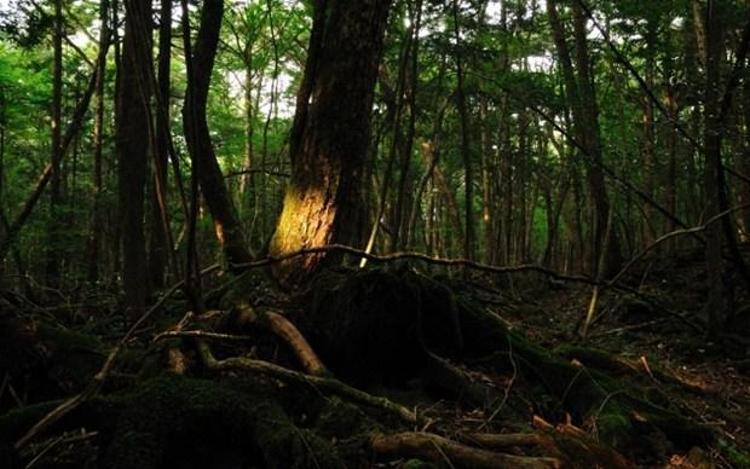 İntihar ormanı Aokigahara (+18)