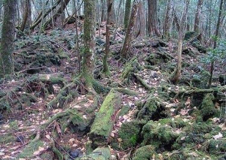 İntihar ormanı Aokigahara (+18)