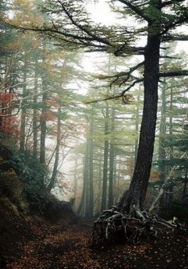 İntihar ormanı Aokigahara (+18)
