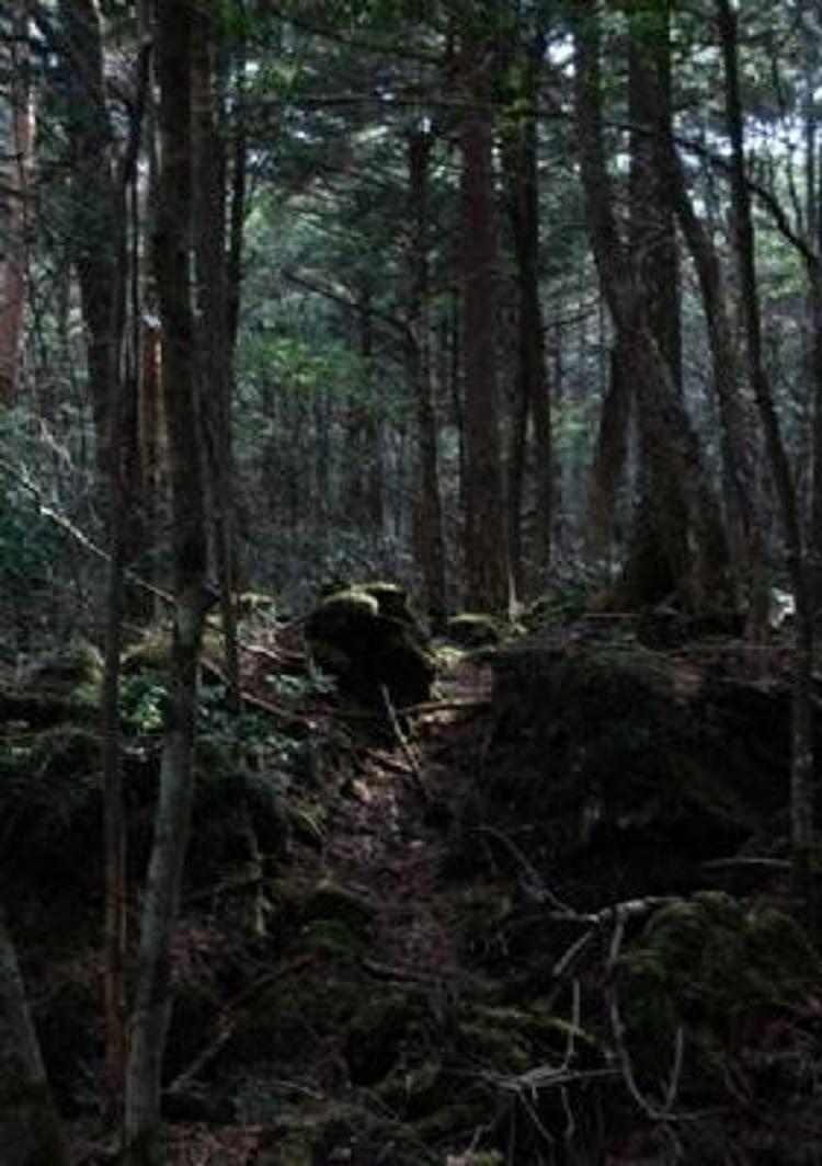 İntihar ormanı Aokigahara (+18)
