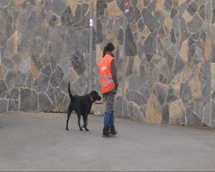 İstanbul Pamir Dikdik´i arıyor